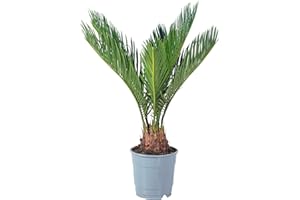 FLOWERBOX Cycas revoluta - Plante d'intérieur facile d'entretien - Hauteur : environ 25 cm - Diamètre du pot : 12 cm