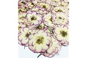 HANDI-KAFU 20 Stück zwei Farben Mini Rose echte natürliche getrocknete gepresste Blumen für Harz Kunst Handwerk DIY