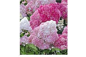 9X9 CM-TOPF, CA. 15-20 CM HOCH, AB 3 TRIEBE BALDUR Garten Vanilla Fraise Outdoor Hydrangea, 1 Plant, Hydrangea Paniculata, Garden Hydrangea, Countless Flower Spikes, Hardy, Flowering, Hydrangea Paniculata