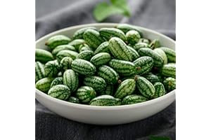 MOOSE SEEDS Cucamelon Seeds Easy to Grow Variety Miniature Watermelon