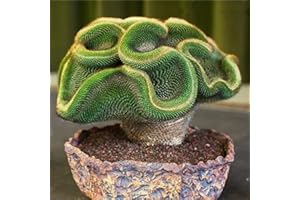 BENOON 30/60 semillas de cactus raras plantas suculentas decoración de bonsái, decoración de 60 piezas de semillas de cactus para mujeres, hombres, niños, principiantes, jardineros regalo