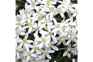 GardenersDream Choisya White Dazzler Plant - Mexican Orange Evergreen Outdoor Plant - Outdoor Garden Ready Hardy Shrub - Beautiful Flowering Shrub for Gardens and Borders (9cm Pot, 15-25cm)