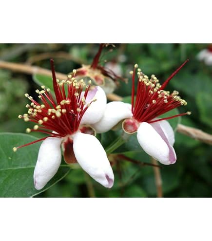 Pianta Di Feijoa Pianta Feijoa Sellowiana Vaso 22cm - Alberello Da - 3