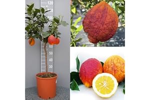 SAVINI VIVAI L'ARTE DI FARE NATURA SAVINI VIVAI Citronnier Agrume Citron à peau rouge en pot de 28 cm Hauteur 110-130 cm 4-5 ans Greffage Fabriqué en Italie
