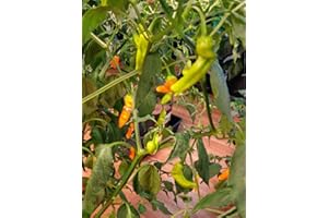 CHILLIESONTHEWEB Aji Ahuachapan 5 Chilli Seeds by CHILLLIESontheWEB - Pick and Mix - Buy 4 for 3