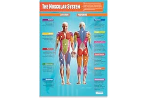 Daydream Education The Muscular System | PE Posters | Laminated Gloss Paper measuring 850mm x 594mm (A1) | Physical Education Charts for the Classroom | Education Charts