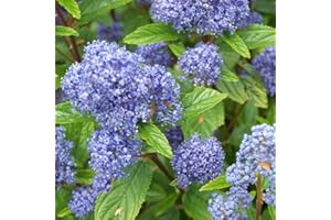 ARBORIX, PLUS VERT - MOINS CHER Ceanothus Pallidus 'Marie Blue'- Céanothe caduc 'Marie Bleu'® 40-50 cm en conteneur