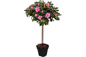 GARDENERSDREAM Azalea Japonica Tree | Trees for Small Gardens Border Patio Potted Plants | Lollipop Stem Trees | Red, White, Pink, Bicolour, Orange & Purple | 2-3ft (Pink)