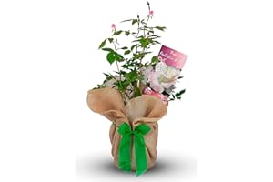 Carbeth Plants Rose Bush 'Fantastic at 60' - 60th Birthday Plant - Rose Bush Gift Wrapped with Bow - Present for a Loved One