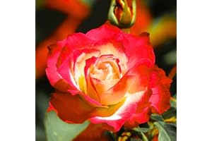 Carbeth Plants Red Rose Bush Forty-Niner - 1 Rose Plant in 3L Pot - Potted Roses Plants Outdoor Garden Ready to Plant Flowers - Ideal Flowers for Garden Growing in Bed, Borders and Patio Pots