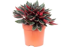 FLOWERBOX Pie enano 'Smit Rosso' – Peperomia – Altura aprox. 15 cm, olla de 10,5 cm de diámetro