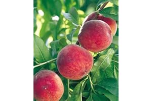 VEG SRLS ALBERO DI PESCO ITALIANO 'MICHELINI' SIMILE- pianta vera da frutto da esterno Ø 19 cm - h 150 cm