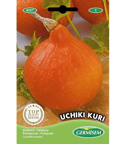 Eetbare Pompoen Waltham Butternut – Buzzy Organic Seeds Les graines de