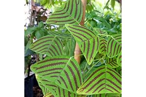 Haloppe 50 Unids Christia Obcordata Plantas Semillas para la Plantación de Jardín de Hogar, Christia Obcordata Semillas Hoja Verde Christia Obcordata Semillas para Patio Semillas