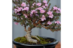EASY GROW SEEDS Manuka Myrtle Tea Tree Bonsai 20 Rare Fresh Seeds Indoor Houseplant 'Leptospermum' Indoor Bonsai Houseplant - Indoor House Plant - Easy to Grow