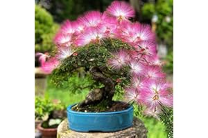 WJKWY-Q Seidenbaum Schlafbaum Winterhart Albizia Samen Pink Baumsamen Baum Bonsai Tree Zimmerpflanzen Exotische Pflanzen Winterharte Stauden Bio Saatgut SäMereien Gartenpflanzen 10Stück