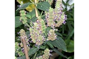 BRKENT 50 Patchouli samen exotische pflanzen winterhart bodendecker pflanzen winterhart steingartenpflanzen winterhart exotische pflanzen winterhart seltene pflanzen