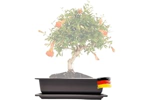 ‎GENKI-BONSAI Genki-Bonsai Pflanzschale 28 x 21 x 8 cm aus Kunststoff – rechteckiger Pflanzkübel mit Untersetzer, frostbeständig, mit Drainagelöchern – für Bonsai, Kräuter, Zimmer- & Balkonpflanzen