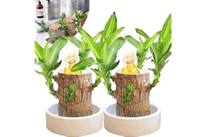 GIENSLRU Brazilian Wood, Brazilian Wood Plant with Groot, Brazilian Wood Decor, Brazilianwood Indoorplants, Home Garden Plants Suitable for Indoor Cultivation (2pcs-Monk)
