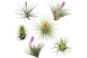 Plant in a Box - Tillandsia mélange de plantes - Set de 6 - Plantes aériennes vraies - Plantes d'ambiance - Plantes d'intérieur - Hauteur 5-15cm