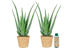 vdvelde.com - Ecoworld Bio Aloe Vera Pflanze mit Seegras Topf + Pure Aloe Vera Gel 100 Prozent Medizinisch - 100% Eco Fair Trade Geschenkset Aus Aruba & Madagaskar - mit Zimmerpflanzen Buch und Dünger
