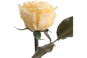 ‎ROSEMARIE SCHULZ HEIDELBERG Infinity Rose Beige - 45-50 cm echte lange Rosen konserviert in Creme mit Rosenduft - Geschenke für Frauen und Landhausstil Deko Wohnaccessoires für 1 Blume Glasvase lang (Champagner)