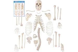 Houseables Disarticulated Human Skeleton, Full Unassembled Anatomical Model, Life Sized, 62 Inch Height, Plastic, w/Poster, Skull, Bones, Articulated Hand & Foot, Study of Skeletal System,