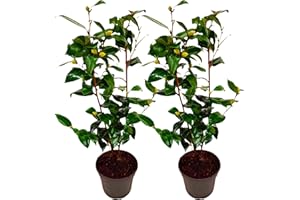 Plant in a Box - Camellia japonica 'Brushfield's Yellow' - Set di 2 - Rosa giapponese - Pianta di camelia rustica - Vaso 15cm - Altezza 50-60cm