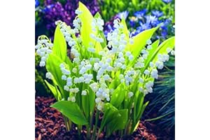 BELLV Lily of The Valley Bulbs for Planting Now UK/Strong Plants That Grow Fast/Golden Jade Carving Feels Wonderful -5 Bulbs-B