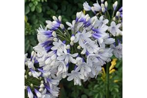 GardenersDream Agapanthus Twister African Blue Lily Plant - Healthy Outdoor Garden Ready Plants - Hardy Perennial Plant for Borders and Patios - Summer Flowering Shrub in 9cm Pot (10-20 cm)