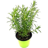 Rosmarin Pflanze Rosmarius officinalis Kräuter Pflanzen 2stk.