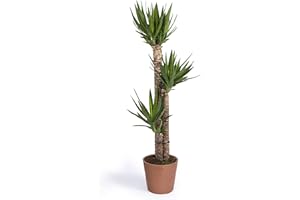 Cool Green - Plantas - Yuca Grande + Maceta | Decoracion hogar