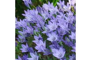 BOTANICAL BLISS 15 Brodiaea 'Queen Fabiola' – Vibrant Violet-Blue Starflowers – Summer-Blooming Perennial Bulbs – Perfect for Cluster Displays in Your Garden – Ideal for UK Climate