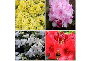 MEREDITH NURSERIES 6 X Mixed Evergreen Colourful Dwarf Rhododendron Shrubs Bright Flowers
