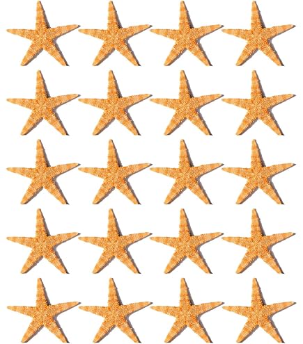 Conchiglie Marine O Oceaniche Corallo Stella Marina In Stile Line Art Illustrazione Vettoriale Design Per Libro Da Colorare 75588482 - copertina