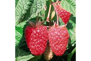 THOMPSON & MORGAN Raspberry Canes Ready to Plant UK 'Cascade Delight' Summer Fruiting Rubus idaeus Hardy Shrub Easy to Grow Your Own Garden Fruit, Supplied as 3X Canes by Thompson and Morgan (3)