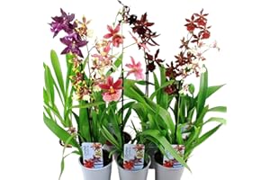 ‎DUTCH BULBS EXCLUSIVE PLANTS FROM HOLLAND Orchideen Echte Pflanzen Cambria - 5 große Zimmerpflanzen aus Holland - 30-40 cm hoch mit Blüten - 3 Farben - Leicht Duftend (keine Samen, nicht künstlich, ohne Dünger und mit Topf)