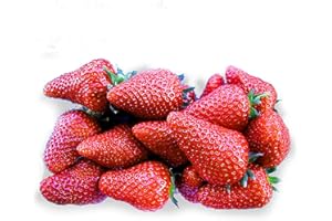 SAVINI VIVAI L'ARTE DI FARE NATURA SAVINI VIVAI Piante di Fragole Unifere Tardive Tea a Radice Nuda Mazzi da 20 Frigoconservate