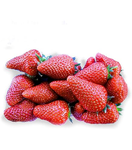 Piante Di Fragole Rifiorenti San Andreas A Radice Nuda (mazzo Da 20 Piante) | Savini Vivai - Foto 6