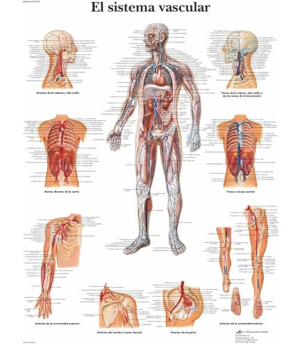 Poster Sistema Linfatico 3B Scientific - 50x67 Cm - Per Didattica E Studio Anatomia