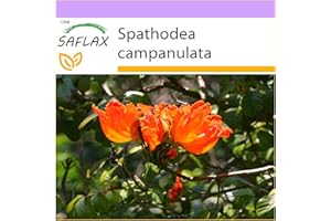 SAFLAX - African Tulip Tree - 30 seeds - Spathodea campanulata