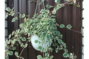 GT BIO Pianta Incenso Plectranthus coleoides, Vaso 14 cm, Terre di Romagna, Prodotta in Italia