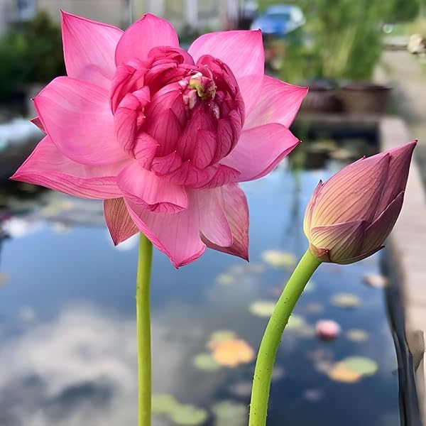 Jack Wood Water Lily Live Aquatic Plant Seedling, Pink Blooms with