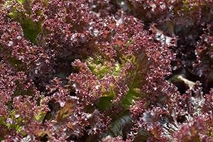 PREMIER SEEDS DIRECT LETTUCE - LOLLA ROSSA - 2000 SEEDS - ORGANIC