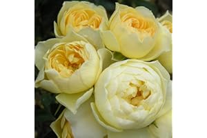 GORGEOUS GARDEN ROSES Sweet Memories - 5.5lt Potted Patio Garden Rose Bush - Yellow/Lemon, Repeat Flowring Blooms - Memorial Gift