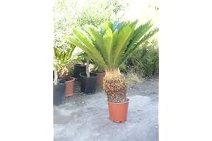 JARDINES DE JARAVIA Palmera Cyca revoluta, aprox 100 cm de altura y 90 cm diametro