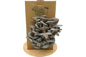 Merit Mushrooms - Large Blue Oyster Mushroom Growing Kit | Ready-to-Grow | Cut and Spray | Mushrooms in as Little as 2 Weeks | Grow Your Own Mushrooms