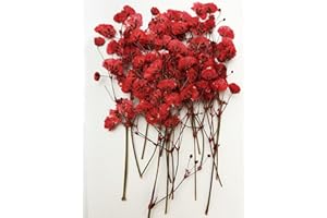 HANDI-KAFU 16 Stück rote Baby's Breath echte natürliche getrocknete gepresste Blumen für Harz Kunst Handwerk DIY