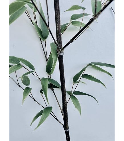 Bambus 'Fargesia fungosa' -15 Samen- (Winterhart bis -20 Crad) : Amazon.de:  Garten