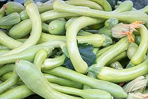 MES GRAINES POTAGÈRES Lot 25 Graines de Courgette-Courge Musquee Longue De Nice - Variété tardive, coureuse - Fruits de 0,60 à 1 m de long - chair ferme, orange clair, sucrée, goût musquée,